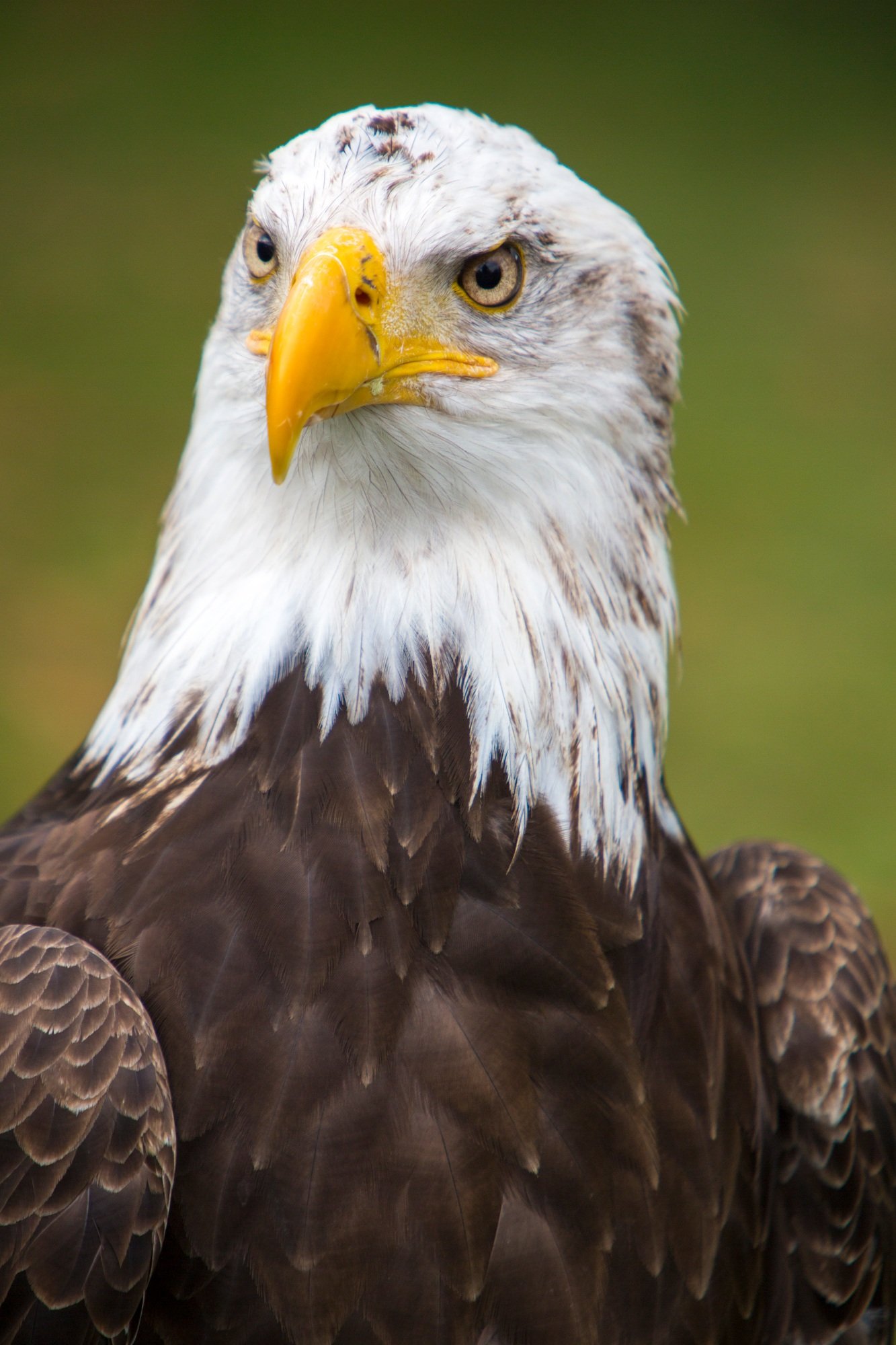 Closeup of an American Bald Eagle in Ecuador
